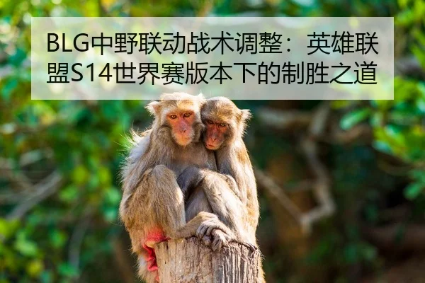 BLG中野联动战术调整：英雄联盟S14世界赛版本下的制胜之道